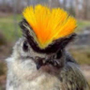 Meet your Posher, Renee